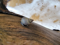 Littoraria pintado