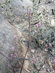 Persicaria minor