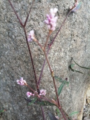 Persicaria minor