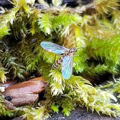 Keroplatidae