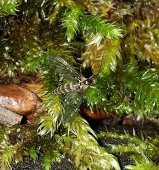 Keroplatidae