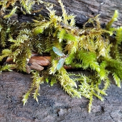 Keroplatidae