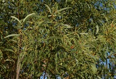 Acacia crassa crassa