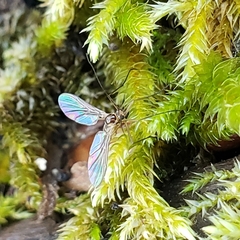 Keroplatidae