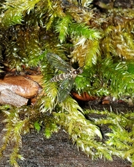 Keroplatidae