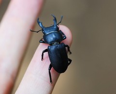 Dorcus rectus rectus