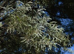 Acacia catenulata