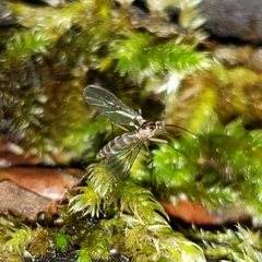 Keroplatidae
