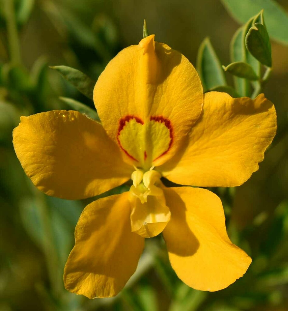 Petalostylis