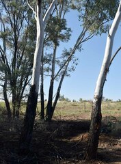 Eucalyptus cambageana