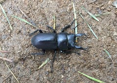 Dorcus rectus rectus