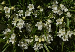 Eremophila mitchellii