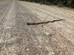 Pituophis deppei