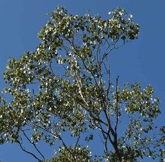 Eucalyptus populnea