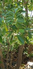 Myoporum laetum