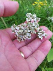 Achillea millefolium image