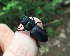 Dorcus rectus rectus