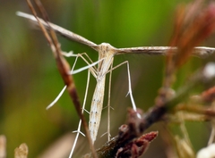 Stenoptilia zophodactylus