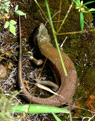 Eutropis carinata