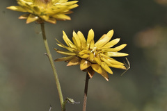 Xerochrysum viscosum