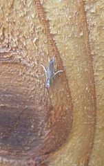 Lepidoptera