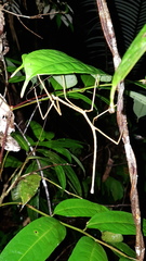 Phanocloidea muricata