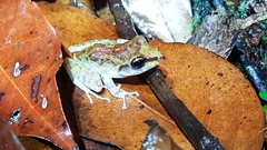 Pristimantis zeuctotylus