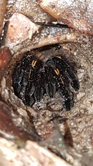 Ephebopus murinus