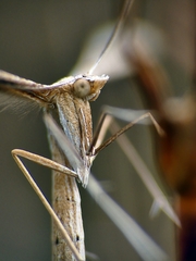 Stenoptilia zophodactylus
