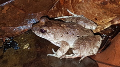 Leptodactylus