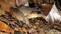Leptodactylus mystaceus