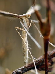 Stenoptilia zophodactylus