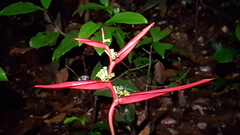 Heliconia acuminata