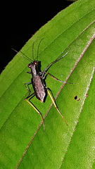 Odontocheila