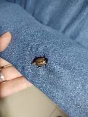 Anomala testaceipennis