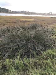 Juncus acutus leopoldii