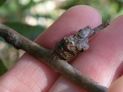 Andricus torreyaensis