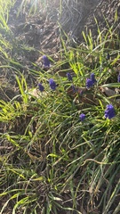 Muscari
