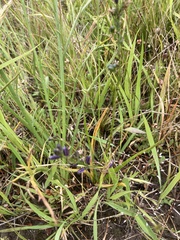 Caesia calliantha