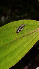 Odontocheila
