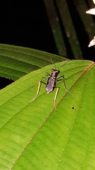Odontocheila