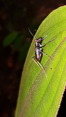 Odontocheila