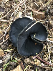 Plectania rhytidia
