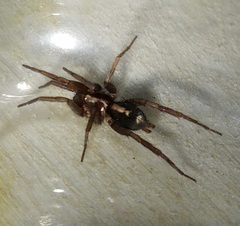 Herpyllus propinquus