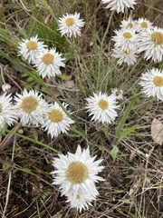 Leucochrysum albicans