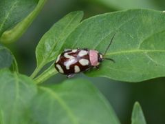 Omophoita