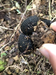 Plectania rhytidia