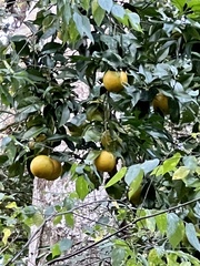 Citrus paridisi