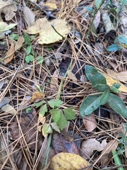 Toxicodendron pubescens