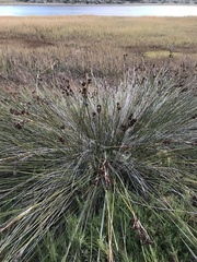 Juncus acutus leopoldii
